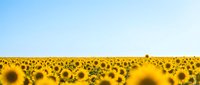 Endless field of bright yellow sunflowers stretching to horizon under clear blue sky creating stunning natural landscape for agriculture and summer themes.