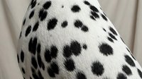 Closeup of spotted dog fur with black patches on white coat, showing texture and pattern detail for animal, pet, and veterinary design projects.