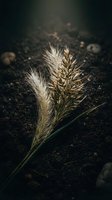 Dried ornamental grass stems with feathery plumes on dark soil ground creating moody autumn botanical composition for natural decor and seasonal design projects.