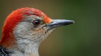 Close-up portrait of red-bellied woodpecker showing detailed head feathers and sharp beak against blurred natural background for wildlife photography.
