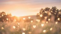 Romantic sunset meadow with glowing heart-shaped bokeh lights creating dreamy atmosphere for wedding invitations, Valentine's Day cards, love concepts.