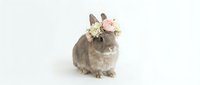 Adorable gray rabbit wearing delicate flower crown sitting on white background, perfect for Easter greeting cards, spring decorations and pet photography.