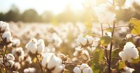 Cotton field at golden sunset with ripe white cotton bolls ready for harvest, sunlight creating dreamy bokeh through plants and fibers.