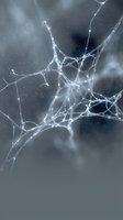 Glowing neural network structure with luminous connections on a dark misty background, representing neuroscience, AI, or data concepts.