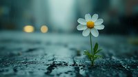 Single white cosmos flower growing through concrete crack with bokeh lights in background, moody atmospheric nature photography showing resilience and hope.