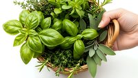 Fresh herbs in wicker basket with hand holding handle. Basil, rosemary, sage and thyme for cooking, gardening and culinary preparation on white background.