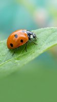 Red ladybug with black spots crawling on green leaf with water droplets in natural garden setting with soft bokeh background for spring concepts.