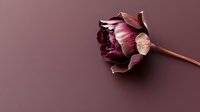 Dried pink tulip flower on burgundy background with copy space for romantic design projects and floral arrangements.
