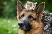 German shepherd dog with two kittens on its head and back in green garden setting, showcasing interspecies friendship and animal companionship.