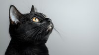 Black cat with bright amber eyes looking up against gray background, dramatic side profile portrait showing whiskers and alert expression. Minimalist pet photography.