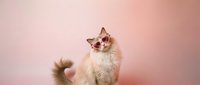 Adorable fluffy cat wearing stylish sunglasses on pink background, perfect for pet fashion and lifestyle content, social media posts, and trendy designs.