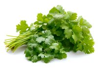 Fresh cilantro bunch with bright green leaves isolated on white background, ready for cooking or garnishing dishes.