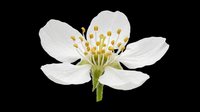 Delicate white flower with golden stamens isolated on transparent background, ready for t-shirt designs, clipart, stickers, sublimation and print-on-demand projects.