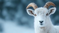 White dall sheep with curved horns close up portrait against blurred winter background, majestic wild animal in natural habitat showing detailed facial features and wool texture.