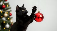 Black cat playing with red Christmas ornament ball while decorated holiday tree glows in background. Playful feline reaching up with paw to bat shiny bauble during festive season celebration.