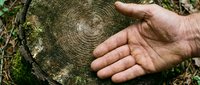 Hand touching tree trunk cross-section showing growth rings, representing forestry, environmental conservation, sustainable timber industry, and ecological awareness in nature.