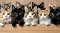Group of adorable cats in row showing different breeds and colors including black, ginger and tabby cats looking at camera against wooden background.