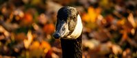 Dark goose with distinctive white cheek patch standing among colorful autumn leaves in golden sunlight for wildlife and nature photography projects.