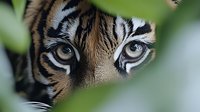 Tiger eyes peering through green foliage in natural habitat. Wild cat predator with striking orange and black striped fur pattern gazing intensely through jungle leaves.