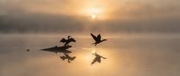 Silhouetted waterfowl taking flight from calm lake at sunrise, with golden light reflecting on misty water surface and birds in mid-flight motion.