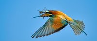 Colorful bee-eater bird in flight with spread wings against clear blue sky, showcasing vibrant orange and green plumage in natural wildlife photography.