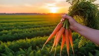 Fresh organic carrots held by farmer hand at sunset over agricultural field rows. Harvest season concept for healthy eating and sustainable farming practices.