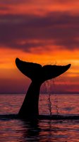 Whale tail silhouette emerging from ocean water at dramatic sunset with vibrant orange and purple sky creating spectacular marine wildlife scene.