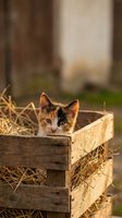 Adorable calico kitten peeking from rustic wooden crate filled with straw in warm golden sunlight creating charming farm scene for pet and agriculture content.