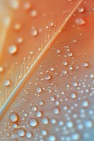 Orange feather with water droplets in macro photography showing detailed texture and natural patterns for nature and wildlife designs.