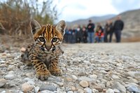 Young ocelot kitten with spotted fur pattern sitting on rocky ground with blurred group of people in desert landscape background.