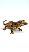 Brown and tan textured gecko with vertical pupil eye isolated on white background, ready for reptile education, wildlife design, and zoological materials.
