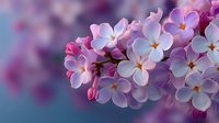 Delicate lilac flowers in soft pink and purple hues create romantic spring blooms with gentle bokeh background for nature and floral design projects.