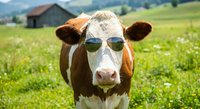 Cool cow wearing sunglasses in green pasture with barn and mountains. Funny farm animal portrait for humor, agriculture, and summer concepts.