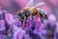 Honey bee collecting nectar from purple lavender flower in spring garden, macro photography showing detailed insect anatomy and pollination process.