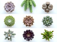 Collection of nine diverse succulent plants arranged in grid pattern on white background, showcasing various shapes and colors for botanical design projects.