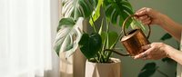 Woman watering houseplant with copper watering can in bright sunlit room. Indoor gardening and plant care routine for healthy green foliage growth.