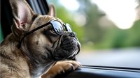 French bulldog wearing sunglasses looking out car window during road trip, side profile view with natural bokeh background and shallow depth of field.