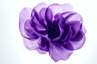 Delicate purple anemone flower with translucent petals in full bloom against white background, macro photography showing intricate floral details and layers.