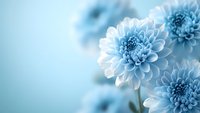Soft blue chrysanthemum flowers in bloom against light blue background, creating serene floral composition for greeting cards and wellness designs.