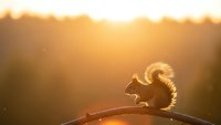 Squirrel silhouette sitting on wooden fence during golden hour sunset with warm backlight creating peaceful wildlife moment in natural outdoor setting.