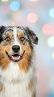 Happy Australian Shepherd dog with colorful bokeh lights background for holiday greeting cards and pet photography projects.