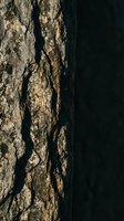Detailed close-up of natural tree bark texture with deep grooves and rough surface patterns creating dramatic shadows and organic abstract composition.