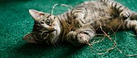 Tabby cat lying on green carpet playing with rope toy, looking up at camera with playful expression and paws raised.