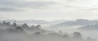 Misty morning landscape with rolling hills and trees silhouetted against foggy atmosphere creating serene natural scenery for meditation and wellness content.