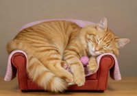 Ginger tabby cat sleeping on red armchair with pink checkered blanket, relaxed pet lounging on furniture for home decor and animal lifestyle content.