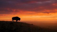 Majestic bison silhouette grazing on prairie hilltop during golden hour sunset with dramatic orange and purple sky clouds over vast grassland wilderness landscape.