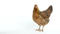 Brown hen chicken standing isolated on white background for poultry farm design and agricultural marketing materials.