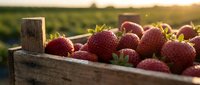 Fresh ripe strawberries in a rustic wooden crate at sunset, with a lush farm field in the background during harvest season.