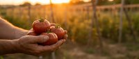 Farmer hands holding fresh ripe tomatoes at sunset in organic garden. Harvest time concept for healthy eating and sustainable agriculture.