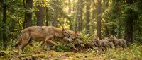 Wolf mother with cubs walking through autumn forest with golden sunlight filtering through trees creating warm natural wildlife scene.
